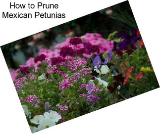 How to Prune Mexican Petunias