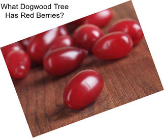 What Dogwood Tree Has Red Berries?