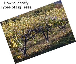 How to Identify Types of Fig Trees