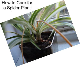 How to Care for a Spider Plant