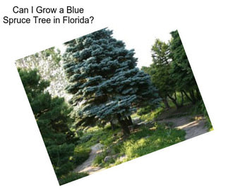 Can I Grow a Blue Spruce Tree in Florida?