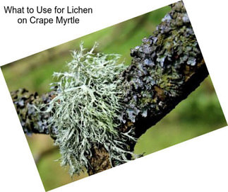 What to Use for Lichen on Crape Myrtle