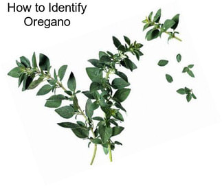 How to Identify Oregano