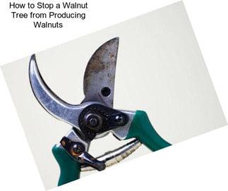 How to Stop a Walnut Tree from Producing Walnuts