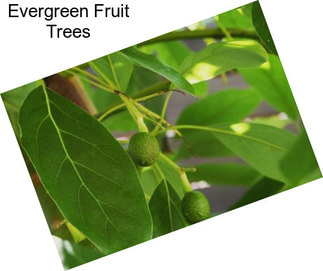 Evergreen Fruit Trees