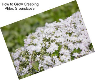 How to Grow Creeping Phlox Groundcover