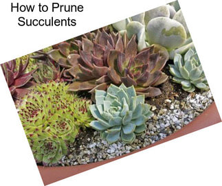 How to Prune Succulents