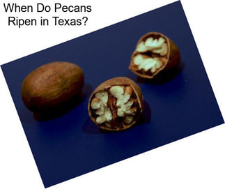 When Do Pecans Ripen in Texas?