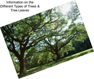 Information on the Different Types of Trees & Tree Leaves