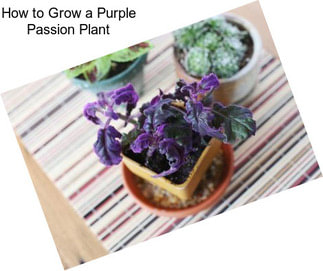 How to Grow a Purple Passion Plant