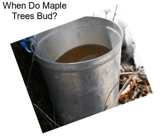 When Do Maple Trees Bud?