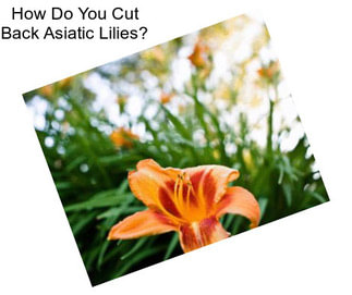 How Do You Cut Back Asiatic Lilies?