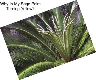 Why Is My Sago Palm Turning Yellow?