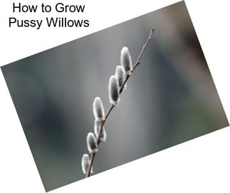 How to Grow Pussy Willows