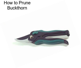 How to Prune Buckthorn