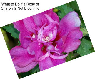 What to Do if a Rose of Sharon Is Not Blooming