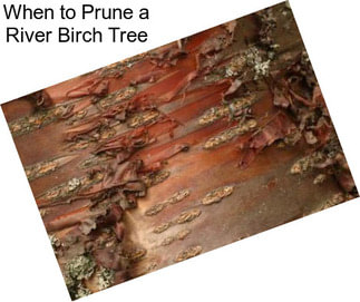 When to Prune a River Birch Tree