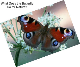 What Does the Butterfly Do for Nature?