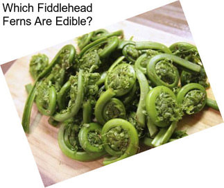 Which Fiddlehead Ferns Are Edible?