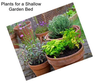 Plants for a Shallow Garden Bed