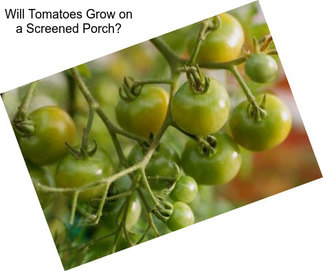 Will Tomatoes Grow on a Screened Porch?