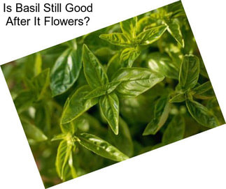 Is Basil Still Good After It Flowers?