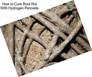 How to Cure Root Rot With Hydrogen Peroxide
