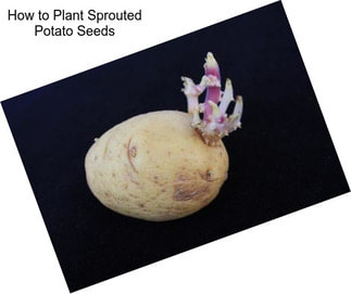 How to Plant Sprouted Potato Seeds