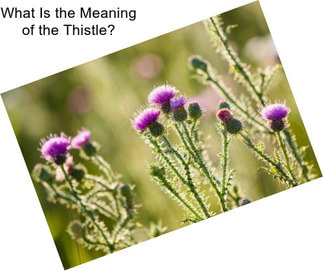 What Is the Meaning of the Thistle?