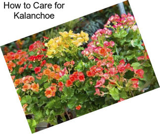 How to Care for Kalanchoe