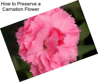 How to Preserve a Carnation Flower