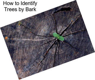 How to Identify Trees by Bark