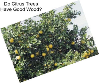 Do Citrus Trees Have Good Wood?