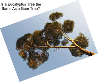 Is a Eucalyptus Tree the Same As a Gum Tree?