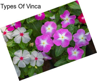 Types Of Vinca