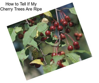 How to Tell If My Cherry Trees Are Ripe