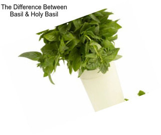 The Difference Between Basil & Holy Basil