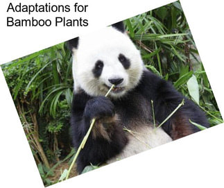 Adaptations for Bamboo Plants