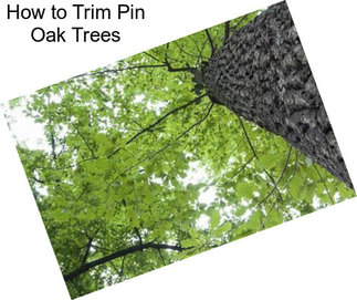 How to Trim Pin Oak Trees