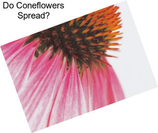 Do Coneflowers Spread?