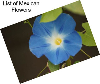 List of Mexican Flowers