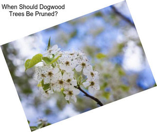 When Should Dogwood Trees Be Pruned?