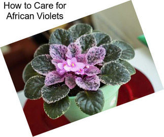 How to Care for African Violets