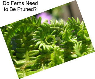 Do Ferns Need to Be Pruned?