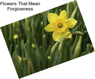 Flowers That Mean Forgiveness