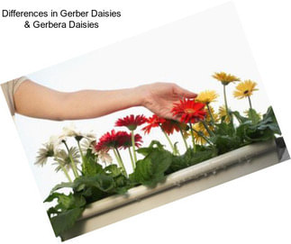 Differences in Gerber Daisies & Gerbera Daisies