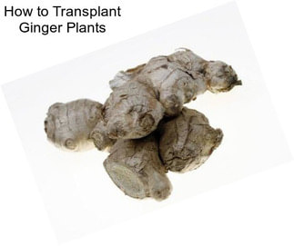 How to Transplant Ginger Plants