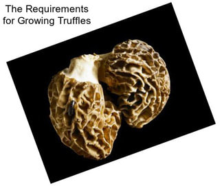 The Requirements for Growing Truffles