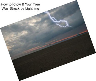 How to Know If Your Tree Was Struck by Lightning