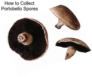 How to Collect Portobello Spores